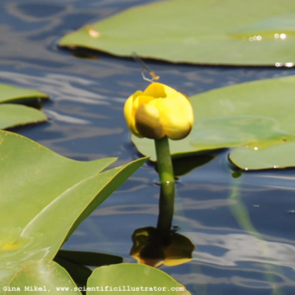 Yellow Water Lilies