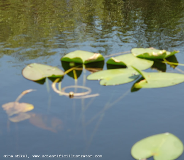 Yellow Water Lilies