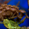 Anemone