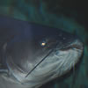 Catfish