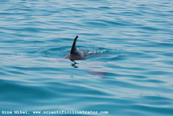 Dolphin