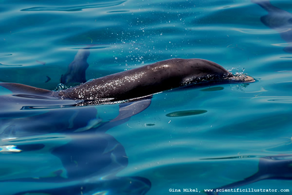 Dolphins