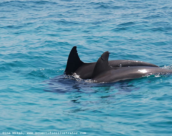 Dolphins