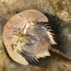 Horseshoe Crab