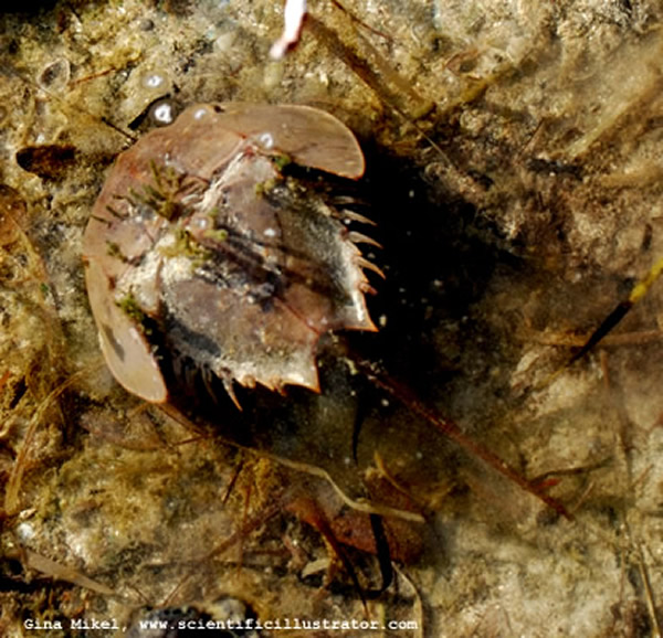 Horseshoe Crab