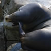 Sea Lion