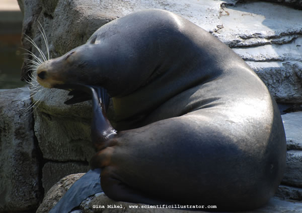 Sea Lion