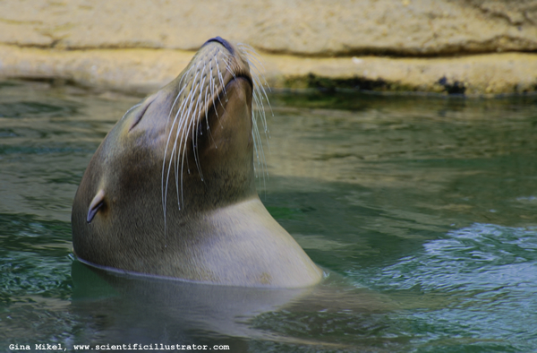 Sea Lion