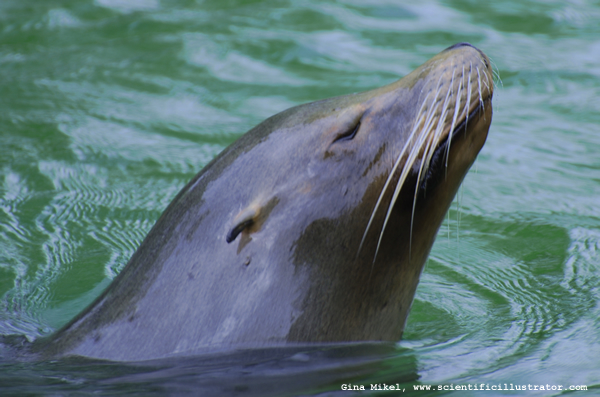 Sea Lion