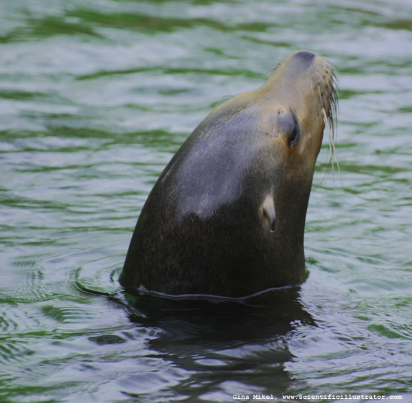 Sea Lion