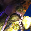 Sea Star