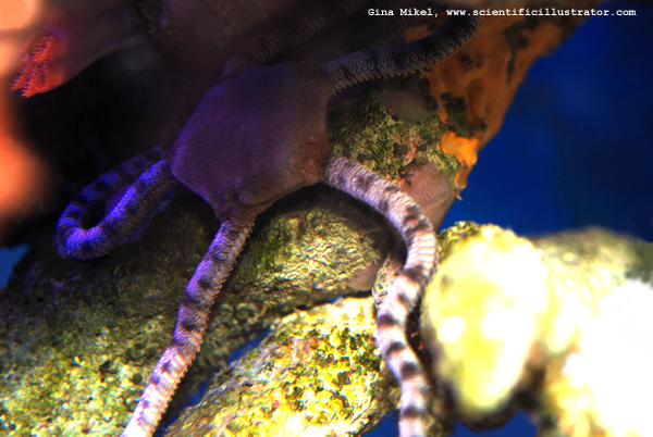 Sea Star