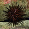 Sea Urchin