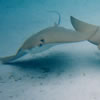 Stingray