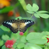 Blue and Brown Clipper Butterfly