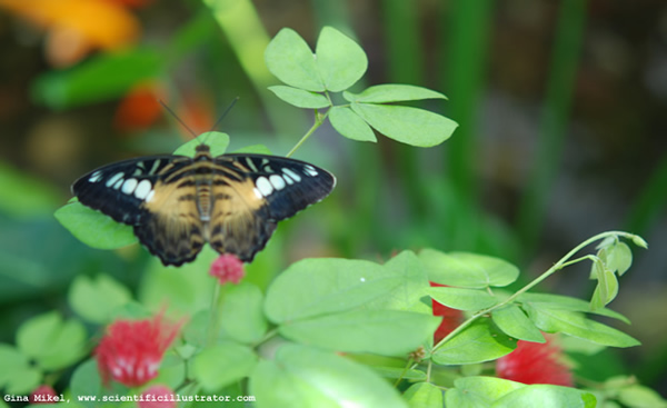 Blue and Brown Clipper Butterfly