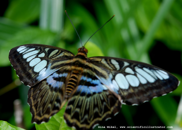 Blue Clipper Butterfly