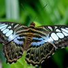 Blue Clipper Butterfly