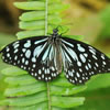 Blue Glassy Tiger Butterfly