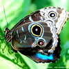 Blue Morpho Butterfly