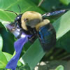 Bumble Bee