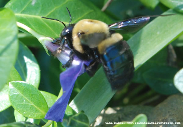Bumble Bee