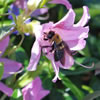 Bumble Bee