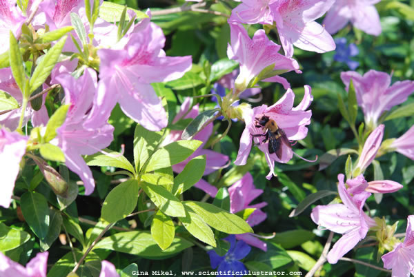 Bumble Bee