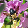 Bumble Bee