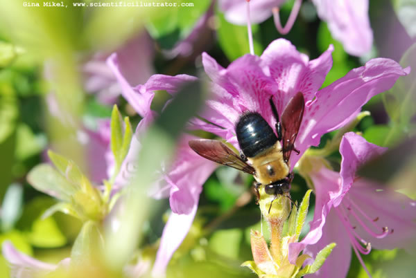 Bumble Bee