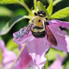 Bumble Bee