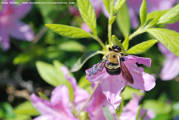 Bumble Bee