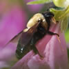 Bumble Bee