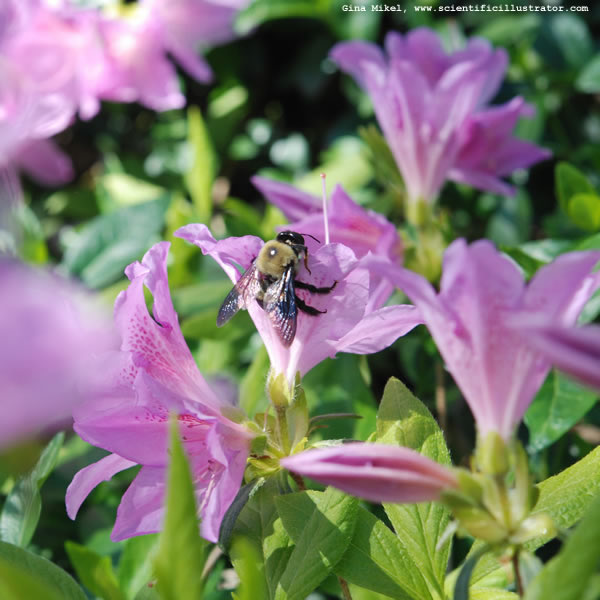 Bumble Bee
