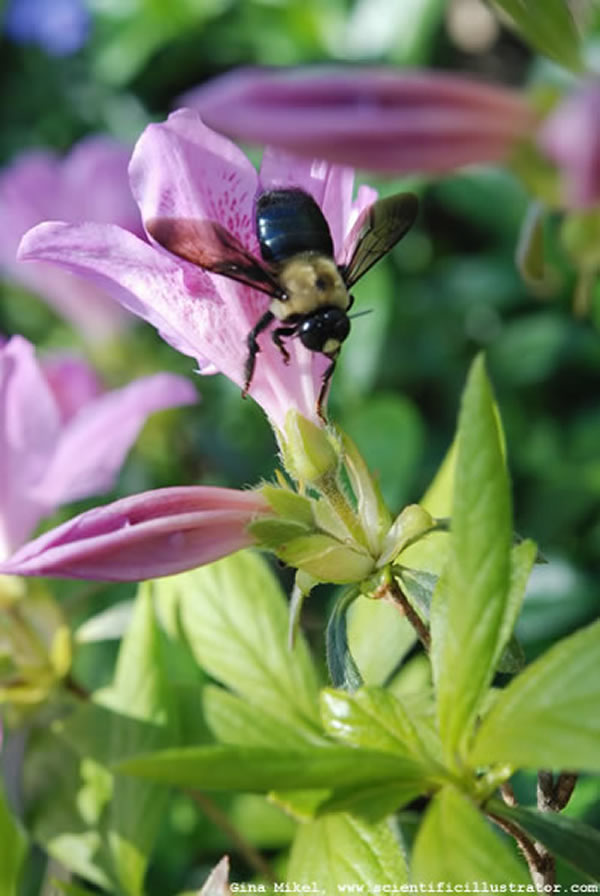 Bumble Bee