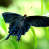 Ceylon Rose Butterfly