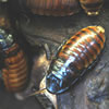 Cockroaches