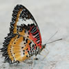 Malay Lacewing Butterfly