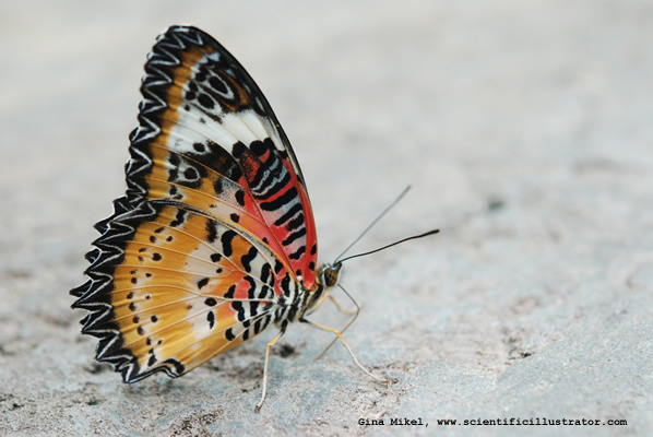 Malay Lacewing Butterfly