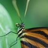 Mechanitis Polymnia Butterfly