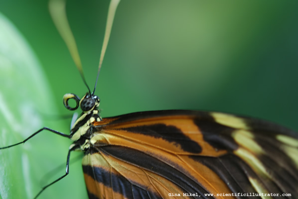 Mechanitis Polymnia Butterfly