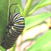 Monarch Caterpillar