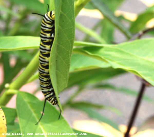 Monarch Caterpillar