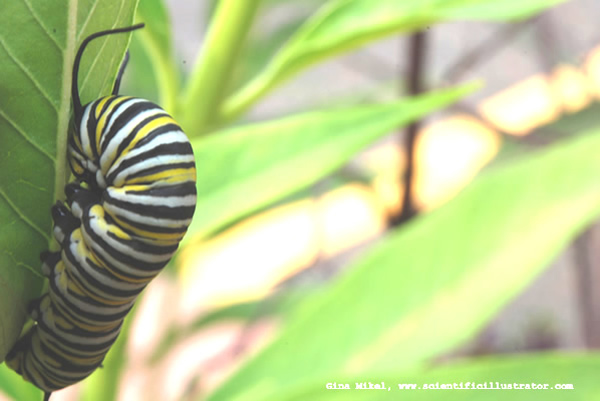 Monarch Caterpillar