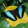 Morpho Achilles Butterfly