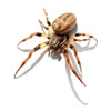 Orb Weaving Spider
