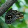 Owl Butterfly