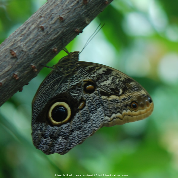 Owl Butterfly