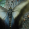 Owl Butterfly
