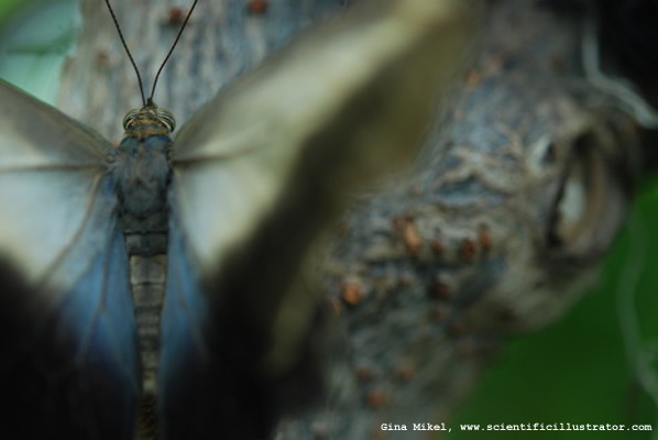 Owl Butterfly